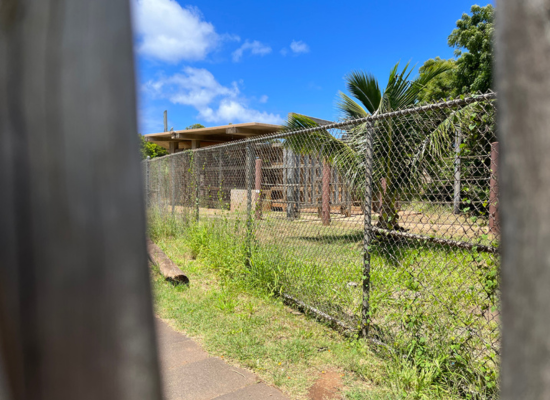 A photo of an elephant standing behind a metal fence in the Honolulu Zoo elephant exhibit