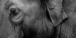 A close-up photo of an elephant from a side view. The elephant has cast her eyes downward.