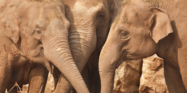 A photo of elephants huddled together affectionately