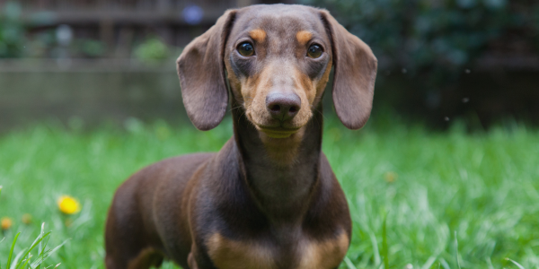 A photo of a dog who appears to be a dachshund mix standing in the grass and looking at the camera with a calm and curious expression