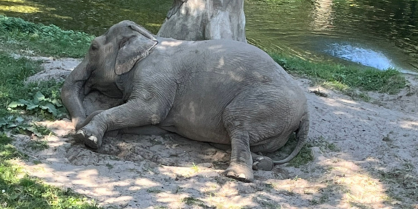 A photo of Happy lying on her side on a patch of dirt in The Bronx Zoo elephant exhibit yard