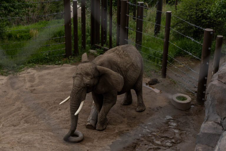 A photo of Kimba the elephant standing in a dirt yard as taken through a wire fence from an elevated walkway