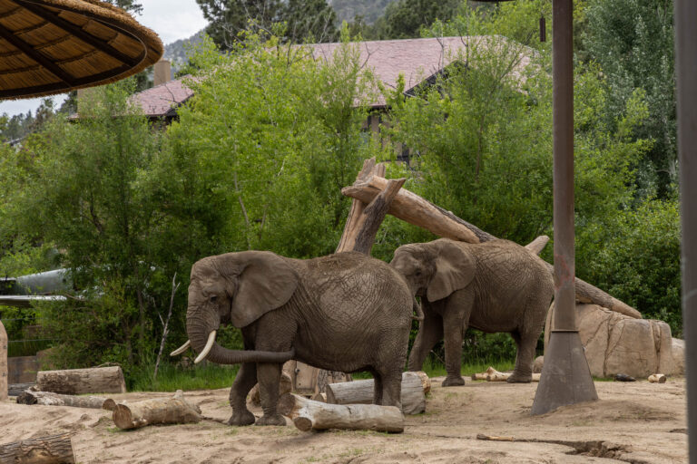 Captive elephants Lucky and Kimba stand together in the main outdoor elephant yard at the Cheyenne Mountain Zoo, both raising a front right leg, a sign of joint pain.