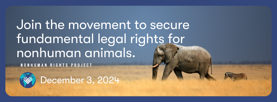 GivingTuesday Nonhuman Rights Project Elephant