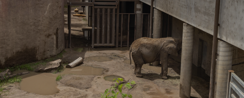 Elephant in outdoor zoo enclosure